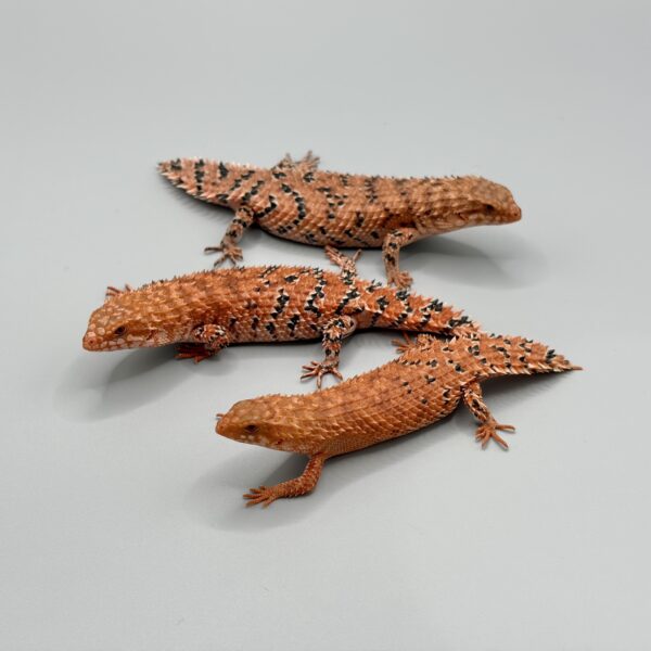 [25CB] EM25a, EF25a & EF25b (Trio or Pair)